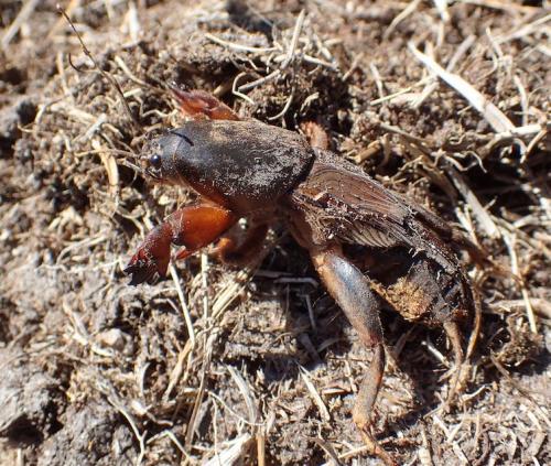 Réf. 215 787 : Gryllotalpa gryllotalpa